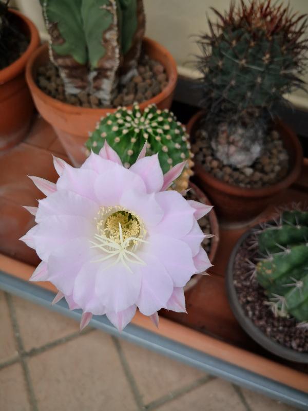 Echinopsis_eyriesii_1.jpg